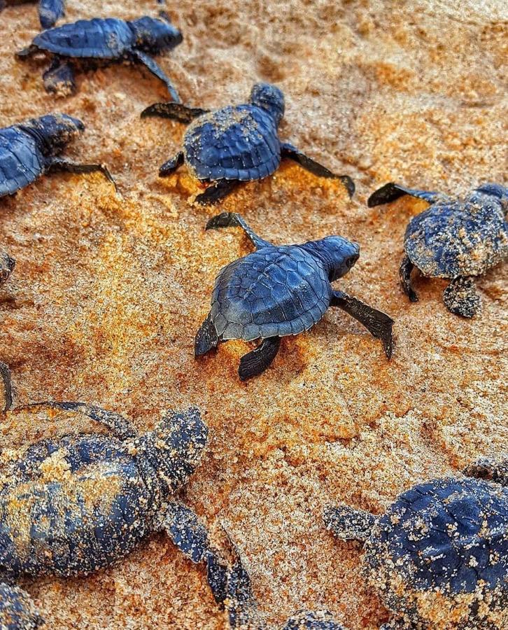 Pousada Costa Dourada Baia Formosa  Bagian luar foto